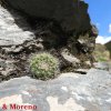 Rebutia minuscola , Quebrada del Toro (Salta)